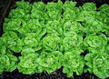NEW! Tom Thumb Dwarf Lettuce Seeds, Lactuca Sativa, LC093C