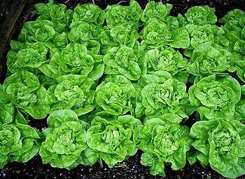 NEW! Tom Thumb Dwarf Lettuce Seeds, Lactuca Sativa, LC093C
