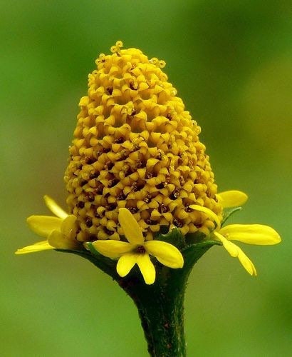 Medicinal Toothache Plant Seeds, Lemon Drop, Natural sore throat treatment, Home Remedy, Pretty Yellow Flowers, Spilanthes Acmella SP4020
