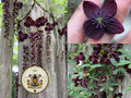 Chocolate Vine Seeds, Akebia Quinata, Five Leaf Akebia Vine, AK0115R
