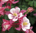 50 Rose Star Columbine Seeds, Flowering Shade Perennial, Aquilegia Rose Star AQ1050