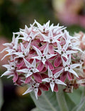 Showy Milkweed Seeds, Asclepias Speciosa Seeds, Pink Ball MW0625