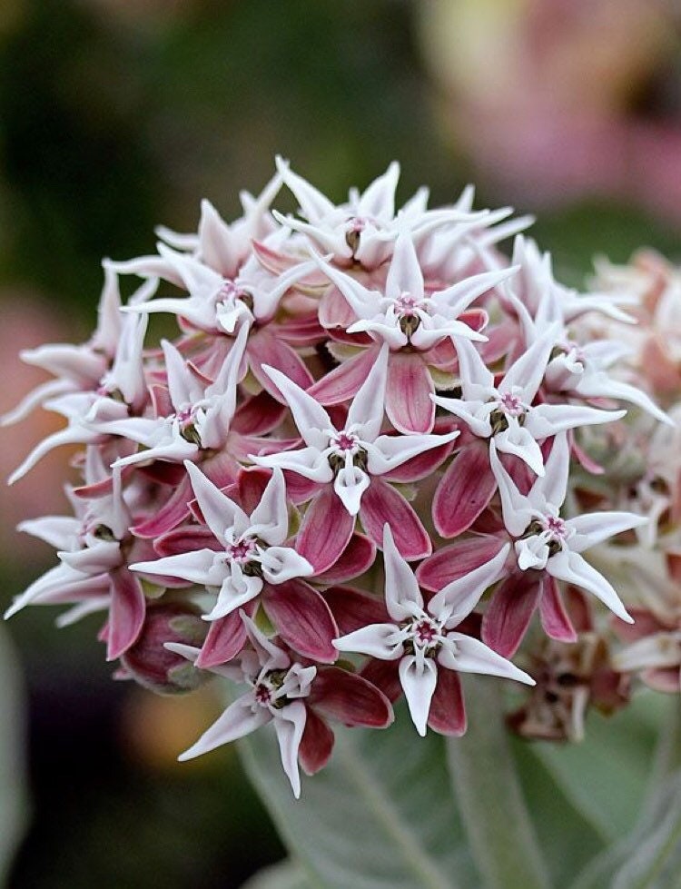 Showy Milkweed Seeds, Asclepias Speciosa Seeds, Pink Ball MW0625
