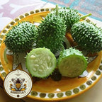 West Indian Gherkin Cucumber Seeds, Burr Melon, Cucumis Anguria CU1425