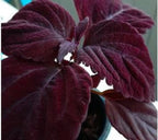 Giant Chocolate Coleus, Palisandra Exhibition Seeds, Indoor Shade Plant CC0610