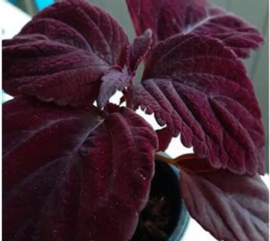 Giant Chocolate Coleus, Palisandra Exhibition Seeds, Indoor Shade Plant CC0610