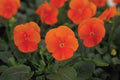 Deep Orange Sorbet Viola Seeds, Violaceae Halloween VL1025