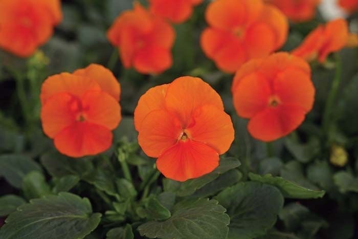 Deep Orange Sorbet Viola Seeds, Violaceae Halloween VL1025