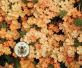 NEW! Obsession Apricot Verbena Seeds, Verbena Hybrida VE4125