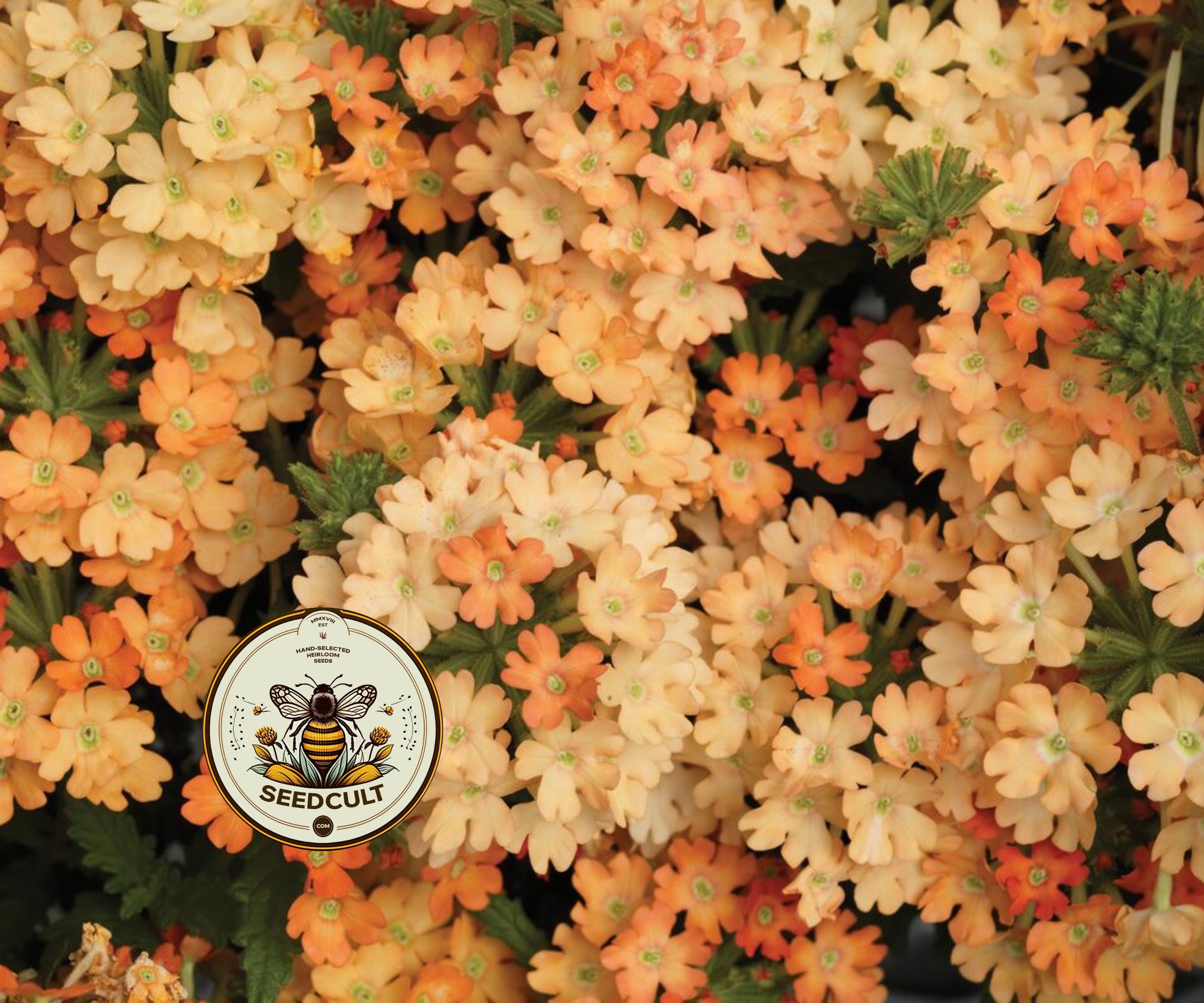 NEW! Obsession Apricot Verbena Seeds, Verbena Hybrida VE4125
