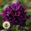 NEW! Quartz Purple Verbena Seeds, Quartz XP, Verbena Hybrida VE4225