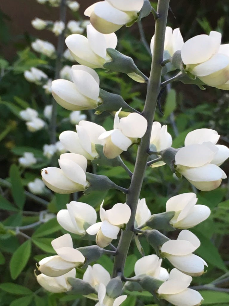 50 White Wild Indigo Seeds, Baptista Alba BP0250