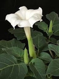 Sacred Fragrant Moon Flower Seeds, Datura Inoxia DA0510