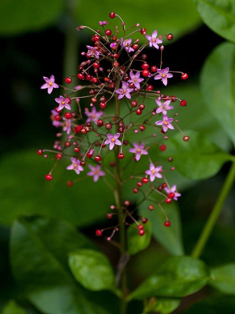 Organic Edible Jewels of Opar Seeds, Talinum Paniculatum TA4025