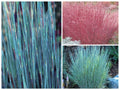 1000 Little Blue Stem Grass Seeds, Schizachyrium scoparium SZ011MR