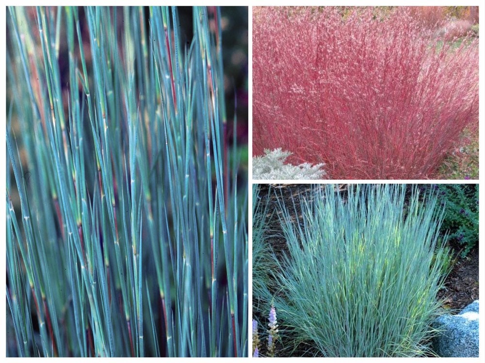 1000 Little Blue Stem Grass Seeds, Schizachyrium scoparium SZ011MR