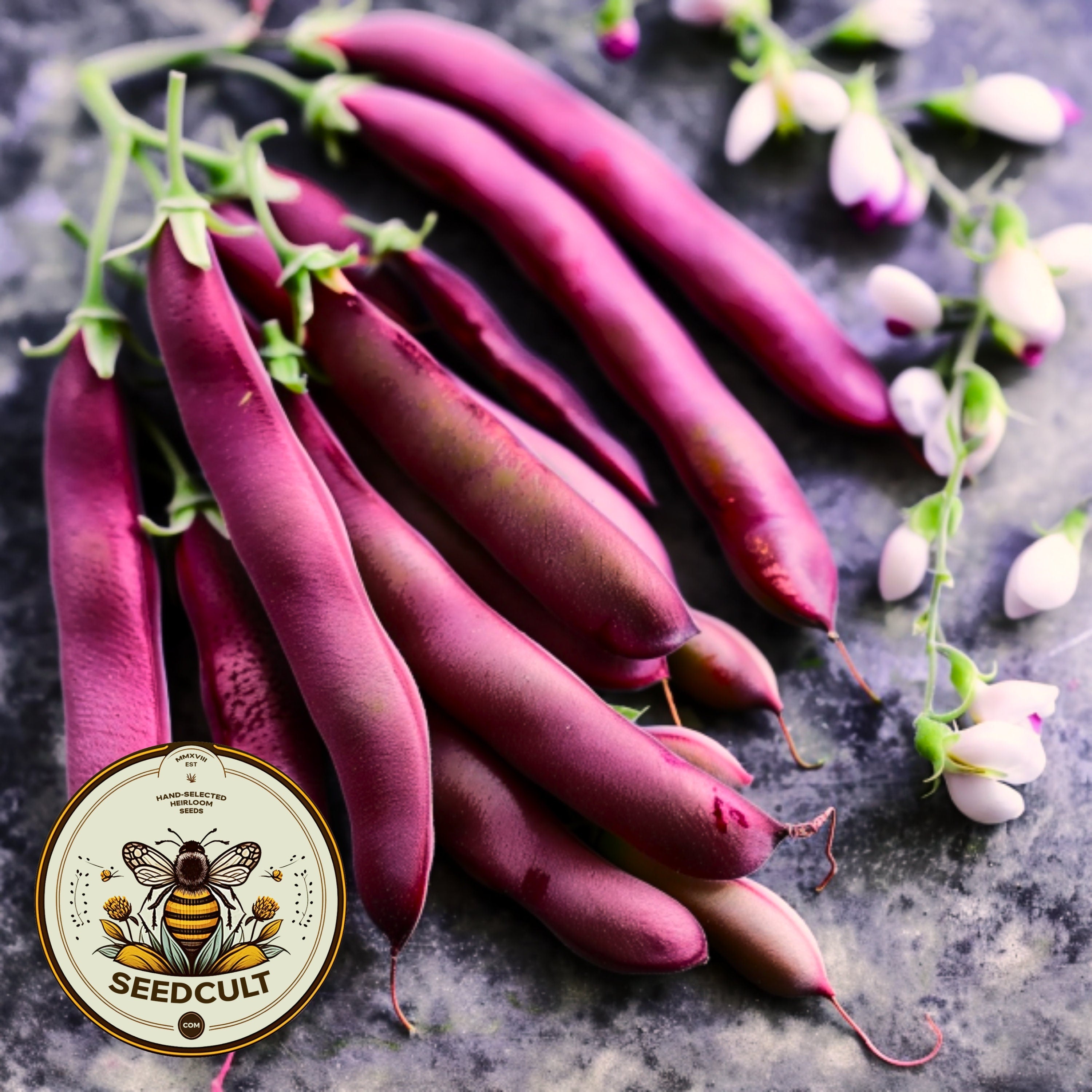 Red Swan Bush Beans, Organic Phaseolus Vulgaris, PV0750