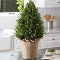 Organic Rosemary Seeds, Rosemarinus Officinalis, Salvia RM0150