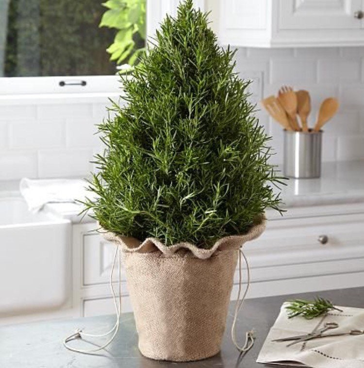 Organic Rosemary Seeds, Rosemarinus Officinalis, Salvia RM0150