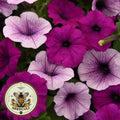 Plum Pudding Easy Wave Petunia Seeds, Pelleted for easier sowing and germination, Petunia Hybrida PE6510P