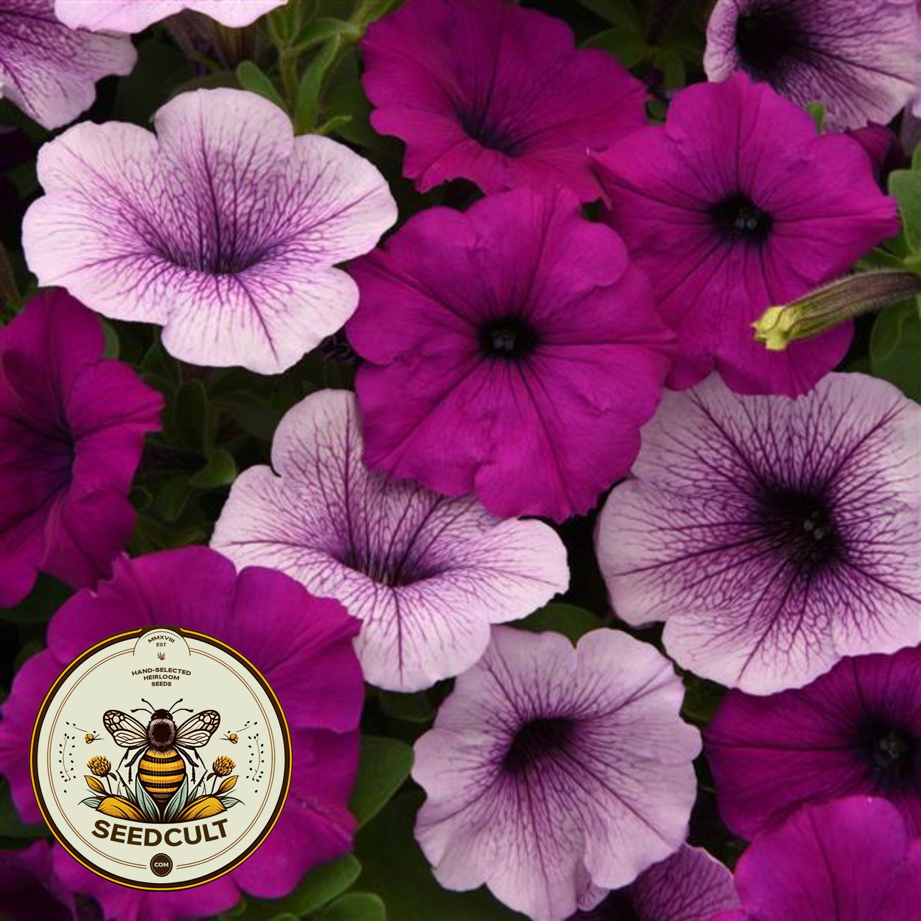 Plum Pudding Easy Wave Petunia Seeds, Pelleted for easier sowing and germination, Petunia Hybrida PE6510P