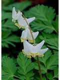20 Dutchman Breeches Seeds, Bleeding Heart Family, Native US WIldflower, Dicentra Cucullaria, DS0420R