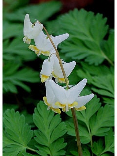 20 Dutchman Breeches Seeds, Bleeding Heart Family, Native US WIldflower, Dicentra Cucullaria, DS0420R