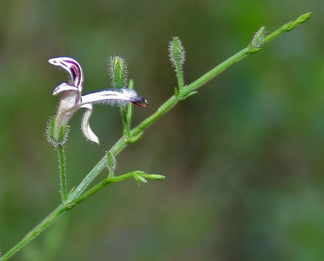 Organic Andrographis Seeds, Andrographis Paniculata, Green Chiltern, King of Bitters, Medicinal Herbs AD0125