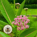 PRAIRIE MILKWEED