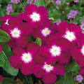 Burgundy Halo Vinca Seeds, Periwinkle, Pacifica series, Catharanthus Roseus VN0525