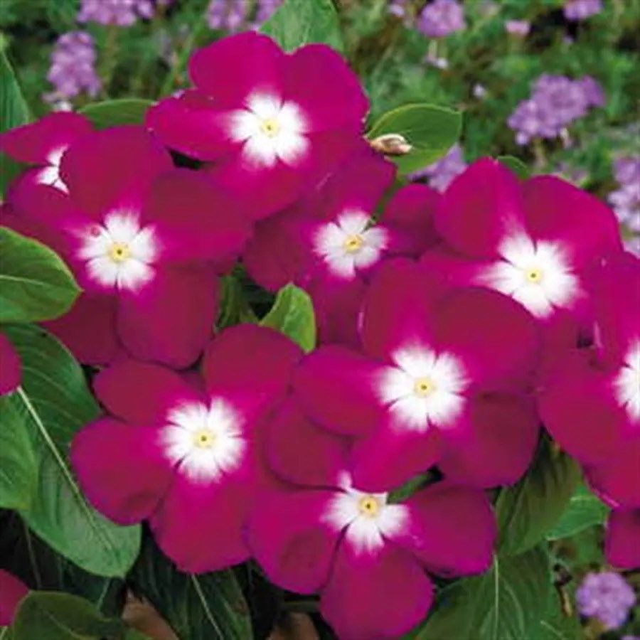 Burgundy Halo Vinca Seeds, Periwinkle, Pacifica series, Catharanthus Roseus VN0525