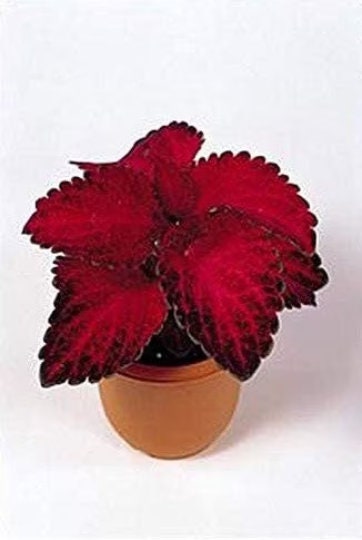 Red Velvet Super Fine Rainbow Coleus Seeds, Indoor Shade Plant CC0820P