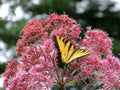 Sweet Joe Pye Weed, Pink blossoms, Eupatorium Purpureum EP0150