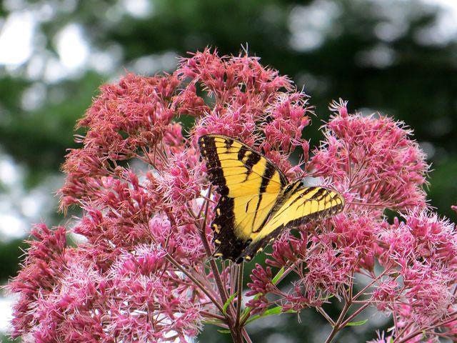 Sweet Joe Pye Weed, Pink blossoms, Eupatorium Purpureum EP0150
