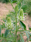 Wild Licorice Seeds, American Licorice, Glycyrrhiza Lepidota GL2040