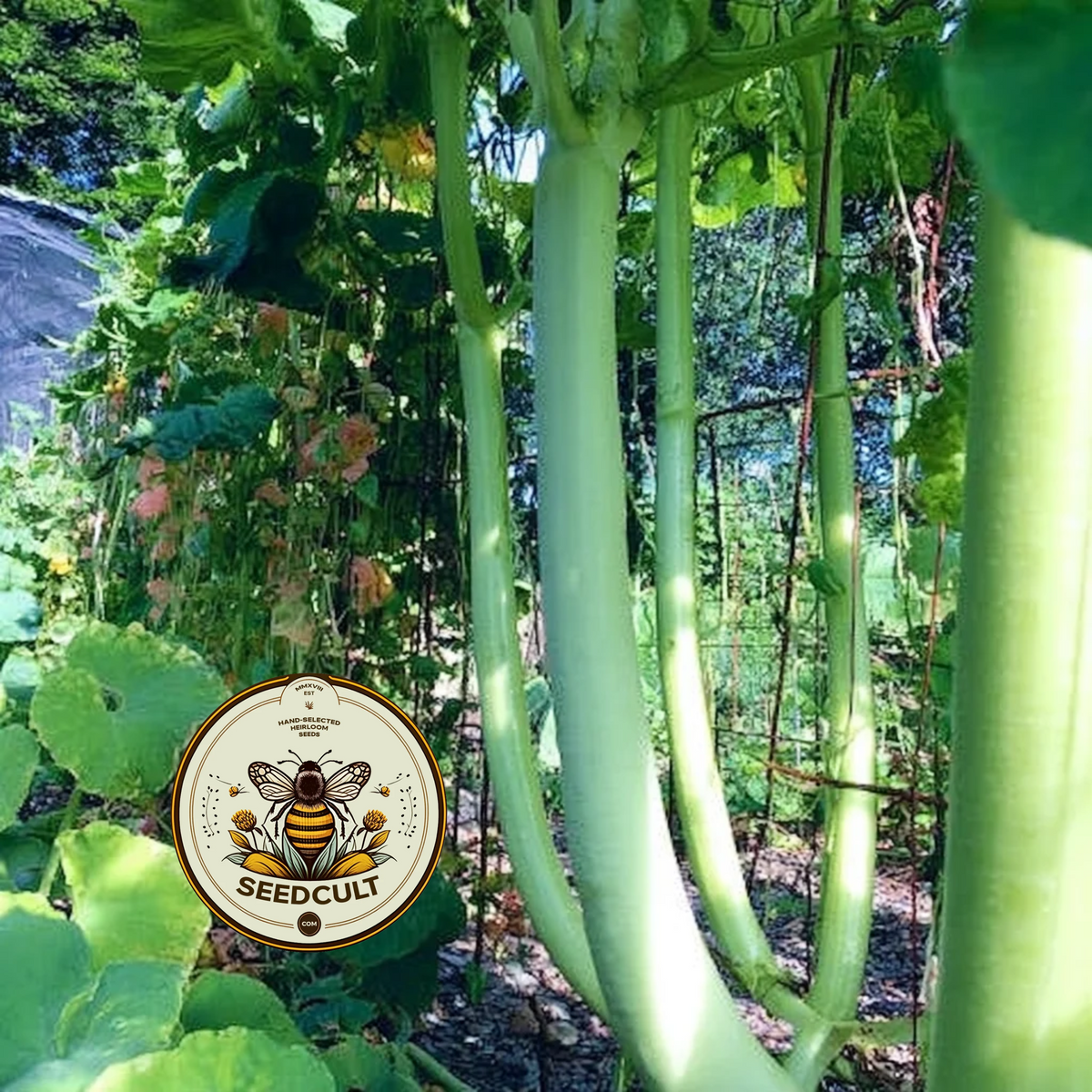 Snake Gourd Seeds, Cucuzzi, Gagootz, Edible Gourd, Italian Delicacy, Lagenaria Siceraria, LS0210