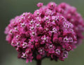 Cinderella Swamp Milkweed Seeds, Asclepias Incarnata MW0520