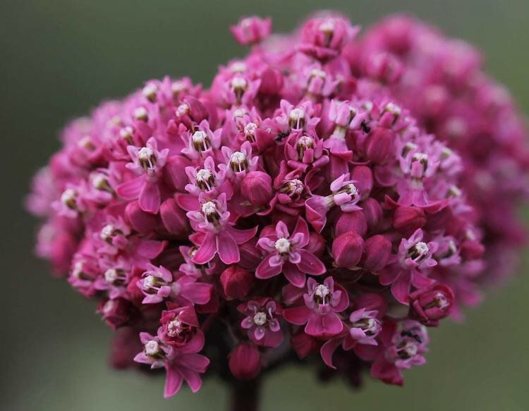 Cinderella Swamp Milkweed Seeds, Asclepias Incarnata MW0520