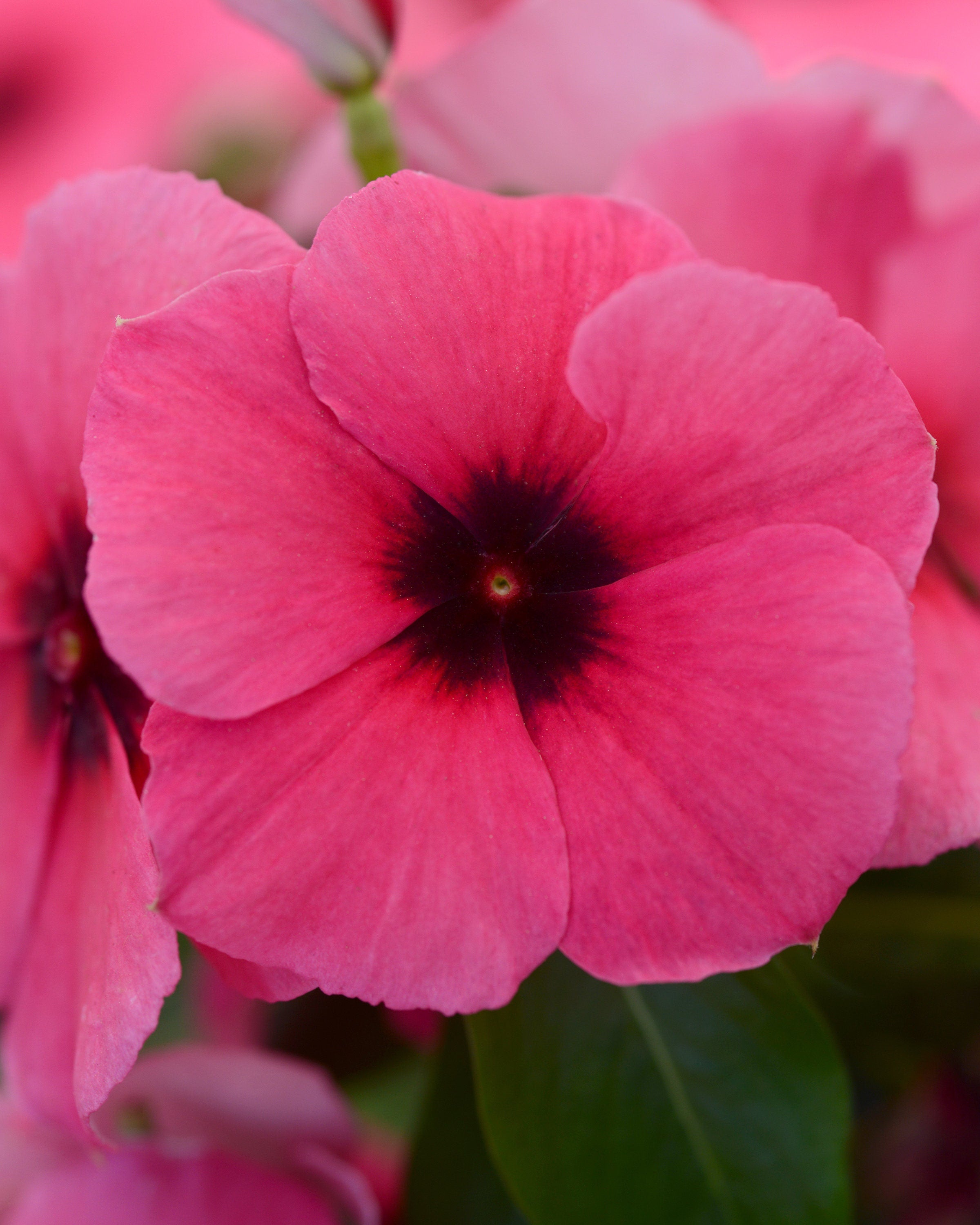 Raspberry Tattoo Vinca Seeds, Periwinkle, Catharanthus Roseus, Madagascar Periwinkle, VN1410