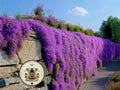 Purple Rockcress Seeds, Aubrieta, Rock Wall, Ground Cover, Hanging Basket, Aubrieta Hybrida AU011C