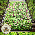 Magical Magentraspreen Seeds, ORGANIC Edible Tree Spinach, Giant Goosefoot, Lamb’s Quarters, Chenopodium Gigantium CP031CR