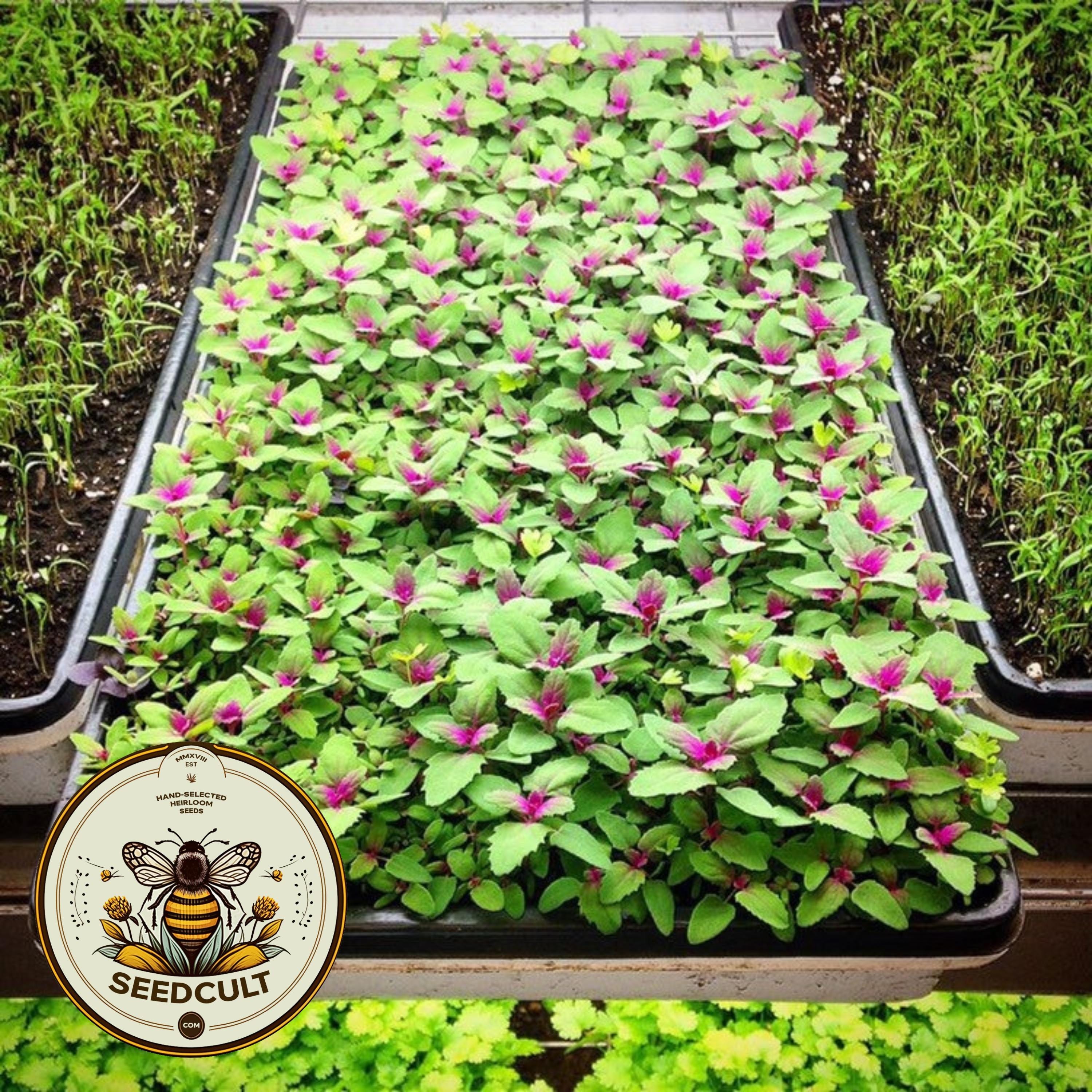 Magical Magentraspreen Seeds, ORGANIC Edible Tree Spinach, Giant Goosefoot, Lamb’s Quarters, Chenopodium Gigantium CP031CR
