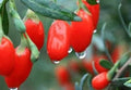 GOJI BERRY