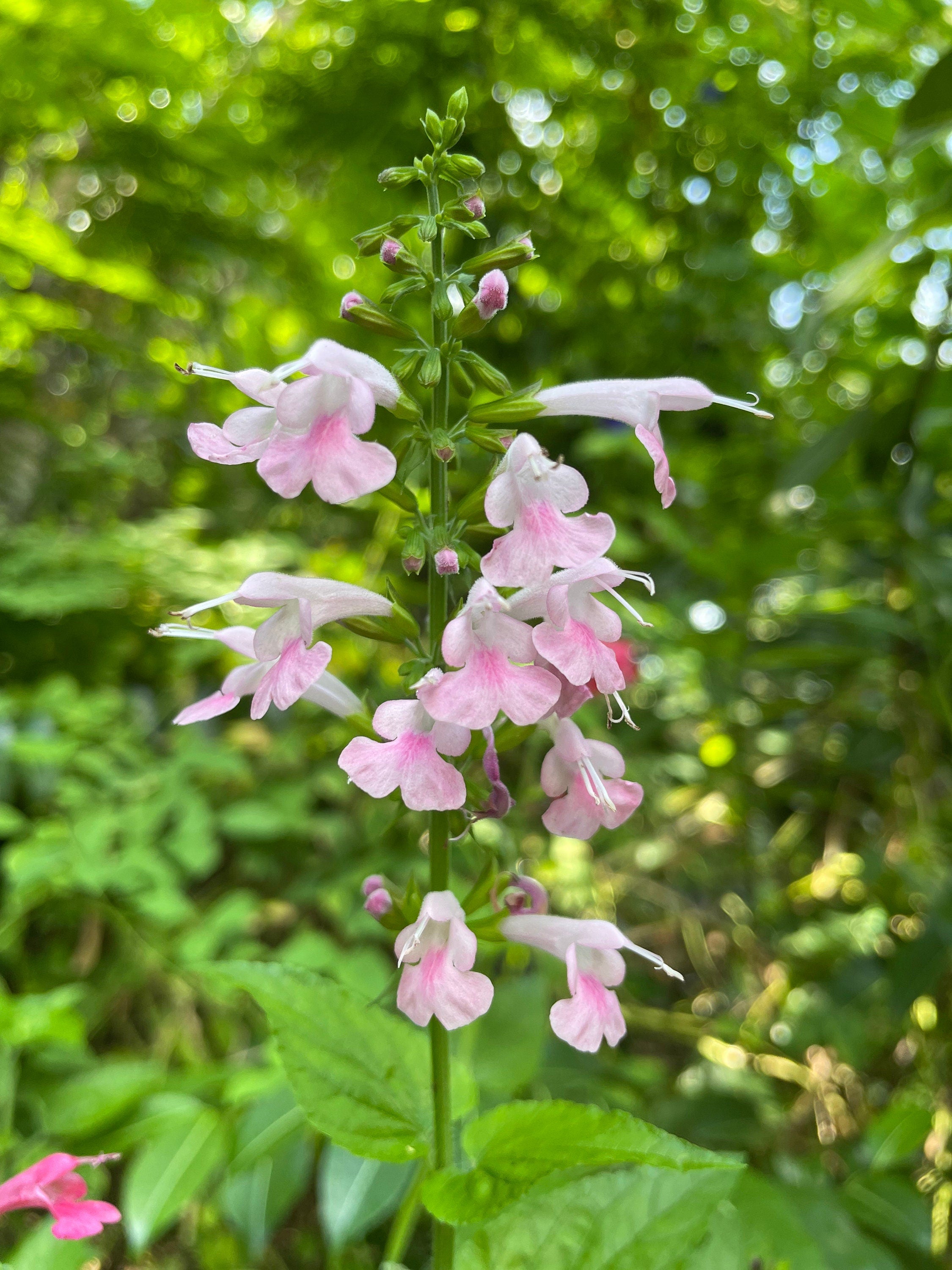 Pink Summer Jewel Sage Seeds, Pink Tropical Sage, Salvia Coccinea SA1225