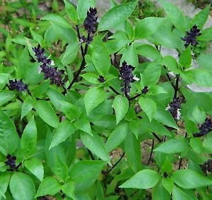 CHOCOLATE BUBBLEGUM HOLY BASIL (DISCONTINUED)
