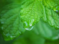Bulk Lemon Balm Seeds, Melissa Officinalis ME011C