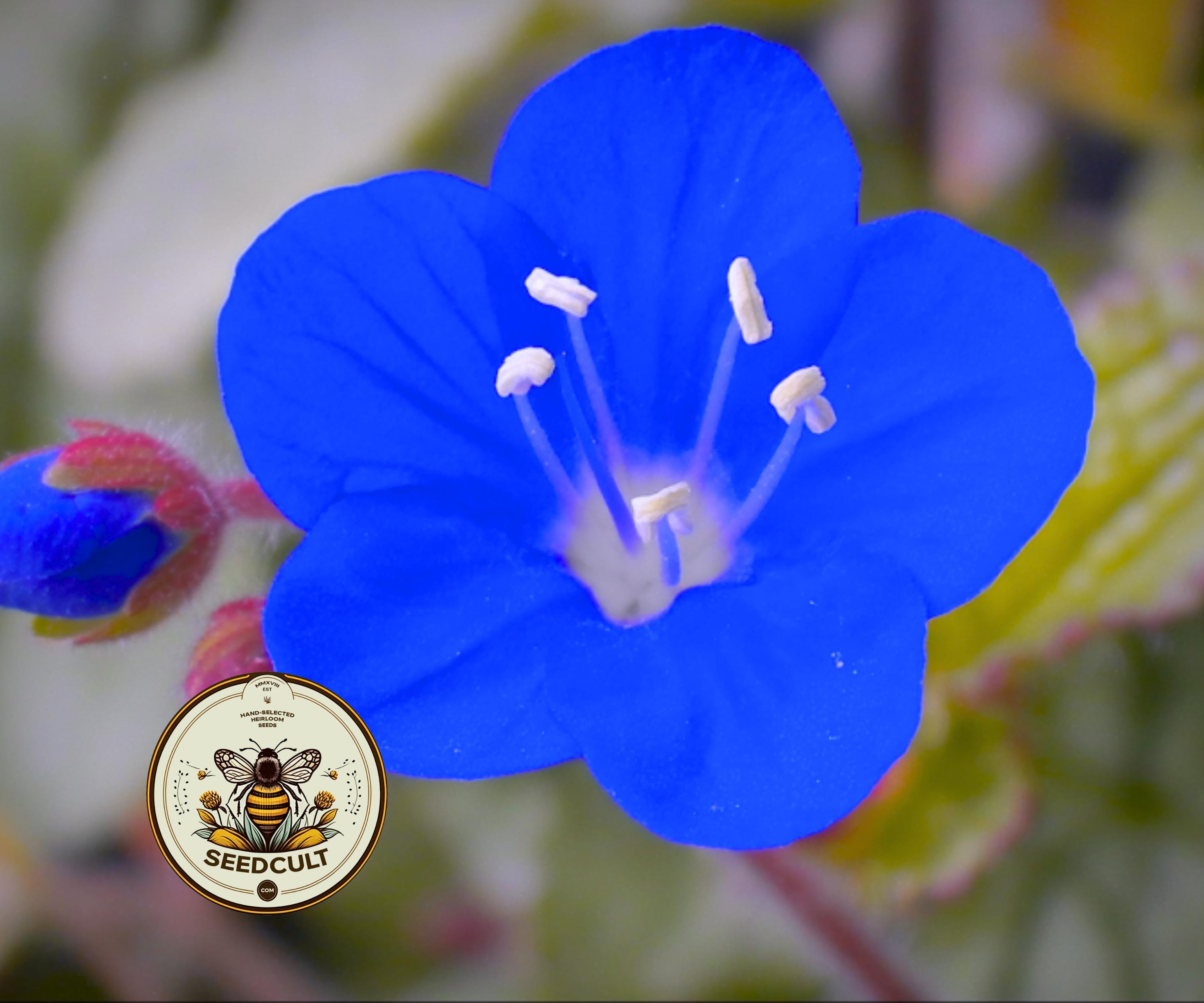 DESERT BLUEBELL