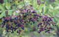 Bulk Black Elderberry Seeds, Sambucus Nigra, Common Elder SB3050
