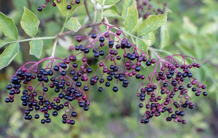 Bulk Black Elderberry Seeds, Sambucus Nigra, Common Elder SB3050