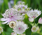 Astrantia Major Seeds, Masterwort, Hattie's Pincushion, White and Pink, AS0120